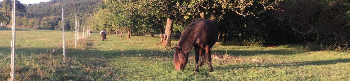 TEAM       PONYSCHULE    –   STEINBACH